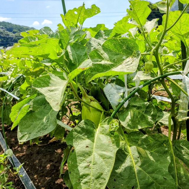 ナス、採れてます！めちゃくちゃトロトロで美味しいです。  古民家宿の壁塗りに一ヶ月かかってしまい、その間は畑作業に時間はあまり取れなかったので遅れに遅れてました。。。  壁塗りが終わって、早朝から夕方まで汗だくになりながら畑に集中したけど、遅れを取り戻すのに結局1ヶ月かかりしました。 大きくなった草の除草や伸びた野菜のツルの整理など、通常よりも何倍も手間がかかります。 農家っていってもたかがしれたマンパワー。機械や資材を使ったり、タイミングを見計らったりして広い畑を管理してるんですが、一度遅れてしまうと取り返すのがほんとに大変。  これから古民家宿を始めると、今回みたいに農業の方にも差し支えが出るかもしれない。その前ぶりが見えたのかもしれない。 30代の頃は動きまくっても心身ともに平気やったけど、40代も半ばに入って体力や氣力の衰えを感じずにはいられません。 今はもちろん元気なのでこのままのスタイルで両立もできると思うんですが、これから間違いなくやってくる50代、60代のことも視野に入れる必要性もあるも思います。 たぶん早めに対策を考えとかないと、いざその年になったときには無理がたたって体にガタがきたり、新しく何かを変える力がなかったりするような気がするんです。  いつもリピートしてくれる大好きなお客さまのことを踏まえながら、自分や家族にとって最適な解を探していきたいと思ってます。 新規就農から10年経っても飽きることなく好きでいられる農業と、これから始まるワクワクしまくりの宿と、その両方をどうしたら1番いいのかいつも考えてます。