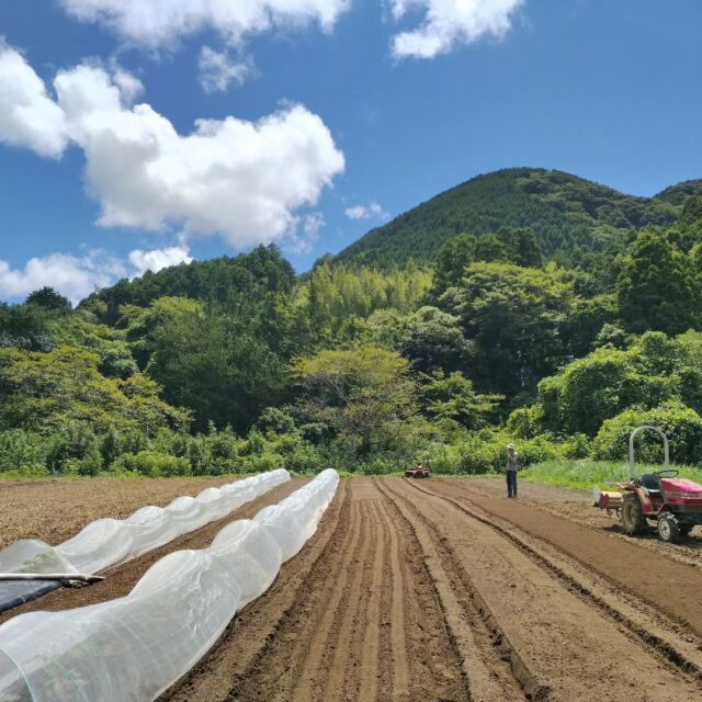 秋の農繁期、始まってます！ 白いのは虫よけネット。 ズッキーニやきゅうり、そして、キャベツ、白菜、菜っ葉もの！ 空気も少し、秋めいてきたような爽やかさ！ 葉物が恋しくなりますね♪