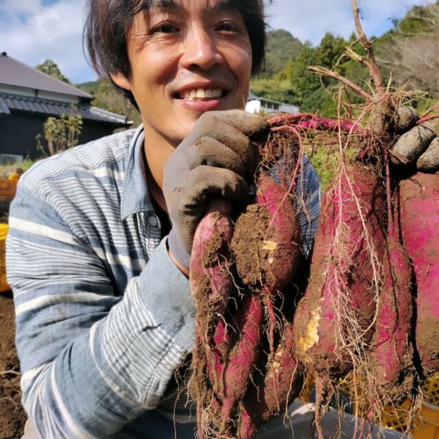 古民家横の畑で、サツマイモの収穫です！ 別の場所でもう少し早めに収穫してるので、これが2回目の収穫。合計1トン弱！ 日本晴のサツマイモ、おかげさまで好評いただいてます。 宿に来たお客さんと掘るのも楽しそうなんて思いながら、霜がおりるのが怖くて(霜がおりるとお芋が腐ってしまう)、収穫してしまいました😆 これから熟成させますよ！ 焼き芋の季節ですね〜！ 囲炉裏でお芋でも焼きながら、温まりましょう！