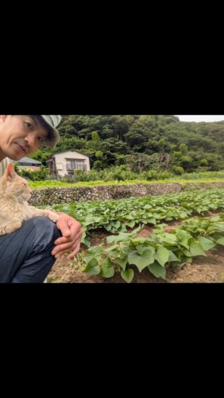 自然農園 日本晴 – 静岡南伊豆から自然栽培野菜を農家直送 | 静岡南