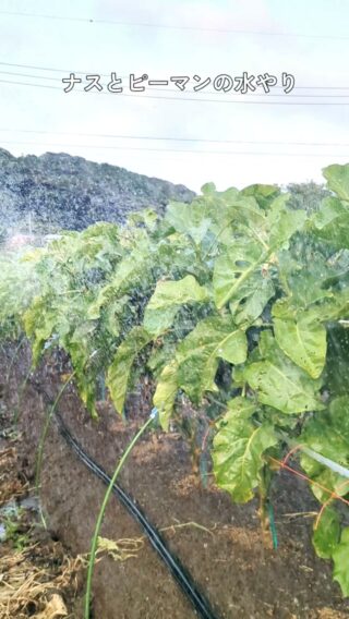 自然農園 日本晴 – 静岡南伊豆から自然栽培野菜を農家直送 | 静岡南